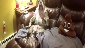 吃瓜侠看娱乐,吃瓜侠带你领略娱乐圈风云变幻