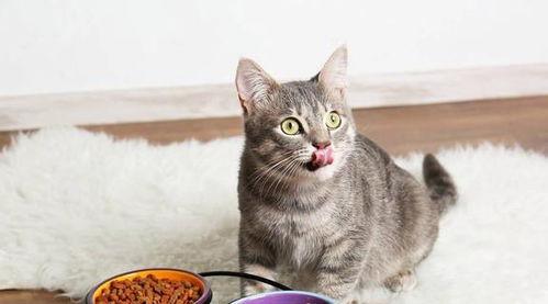娱乐吃瓜酱猫咪视频大全,吃瓜酱视频大全欢乐盘点