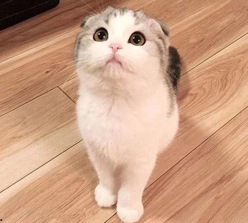 娱乐吃瓜君折耳猫视频,萌态百出,笑料连连