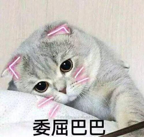 娱乐吃瓜君折耳猫视频,萌态百出,笑料连连