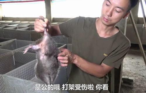 穷人养鼠大法娱乐吃瓜