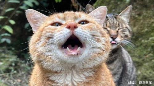 娱乐吃瓜茶小猫