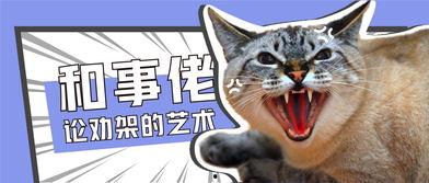 娱乐吃瓜茶小猫