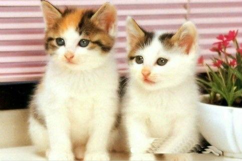 娱乐吃瓜君猫咪摇头,揭秘吃瓜君的萌态瞬间