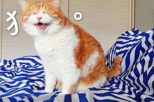 娱乐吃瓜酱剪猫